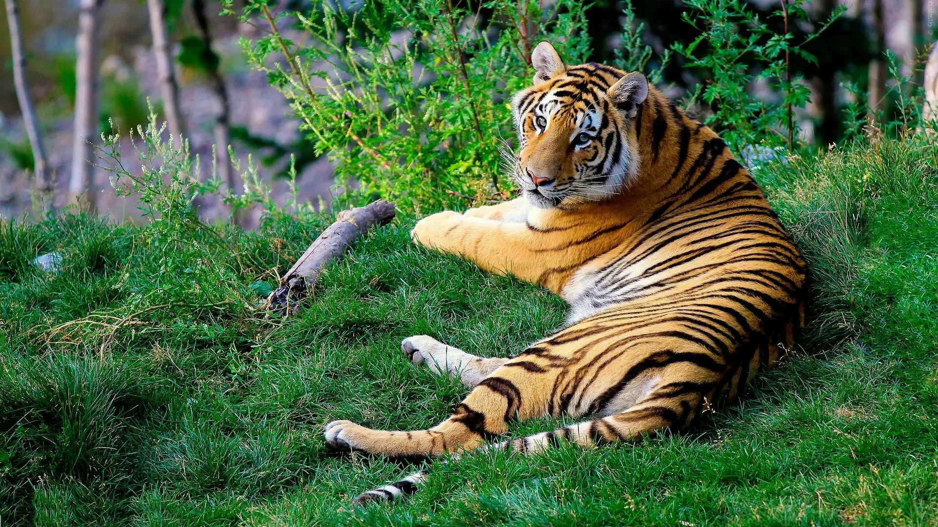 2 Nights / 3 Days - Royal Jungle Tour