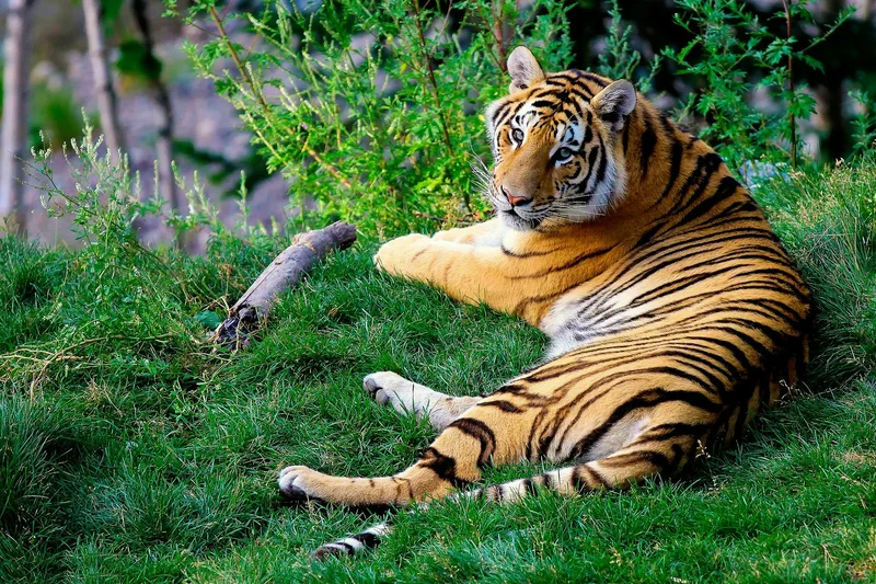 Home of Royal Bengal Tigers